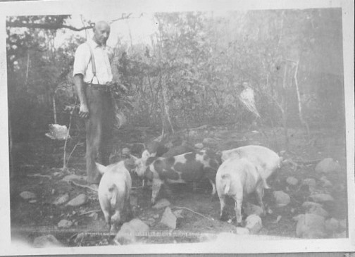 Heinrich Dirks with pigs
